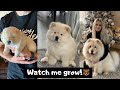 MIMI THE CHOW - 3 WEEKS TO 8 MONTHS OLD!