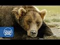 Download The Land of Giant Bears | Full Documentary - Planet Doc Full Documentaries mp4 3gp mp3 videos - waplic