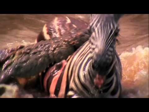 Download Deadly Instinct Crocodiles free