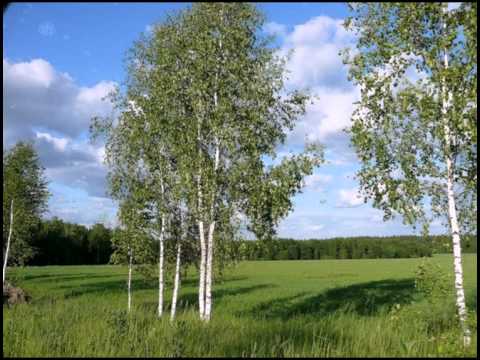 Скачать песню белая береза бандера