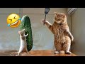 Guilty Dog and cat is so funny🤣🦮Try Not to Laugh🐶2024 Part 16