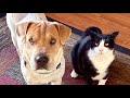 Introduced our new puppy to our cat and never expected this……