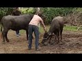 Amezing murah buffalo breeding season 20 #buffalo #breeding #murah
