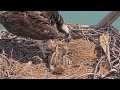 Captiva Osprey Cam | Osprey Mom feeding two cute baby osprey | April 30, 2024