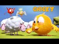 Where's Chicky? Funny Chicky 2020 | CHICKY'S CHOICE | Chicky Cartoon in English for Kids