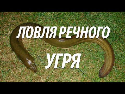 рыбалка речной угорь рыбалка речной угорь