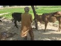 Faisal cattle farm
