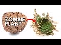 Resurrection Plants: These Plants Come Back From The Dead