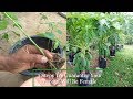 3 Steps To Guarantee Your Papaya Will Be Female l Agri-education