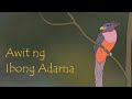 Awit ng Ibong Adarna (Song of the Adarna Bird) - Maika