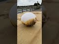 Pufferfish Puffing Up! 😂