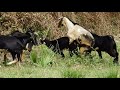 OMG ! Breeding goat team