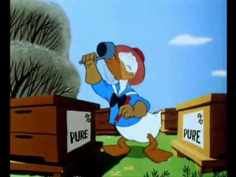 fliegendes eichhörnchen fliegendes eichhörnchen