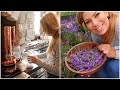 How to Make Essential Oils from the Garden | Harvesting & Distilling Lavender