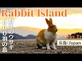 [Rabbit Island, JAPAN] Cute rabbits in paradise🐰 Island of 600 wild bunnies🐇 | Okunoshima うさぎ島/大久野島