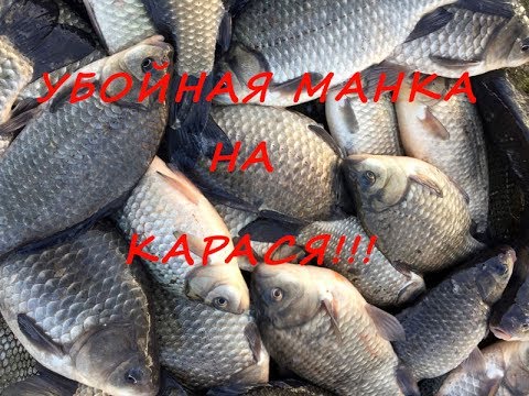 где ловить карпа в хакасии где ловить карпа в хакасии