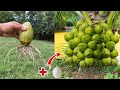 How to propagate coconut with banana to get many fruits in a short time-How to grow a coconut tree