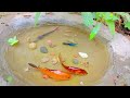 Catch Unique Little Frogs | Catching And Finding A Lot Of Beautiful Baby Koi Fish, Angel Fish#12