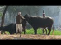 Jhota With Buffalo Meeting sexual video part 2//#youtube