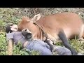 The baby girl slept with the calf wakes up horrified