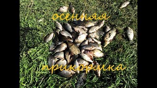 осенняя ловля карпа на реке осенняя ловля карпа на реке