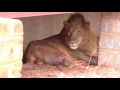Wildlife Medics - Lion Rescue - Kenya