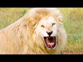 Claws Cut Deep in LION Pride Chaos | The Lion Whisperer