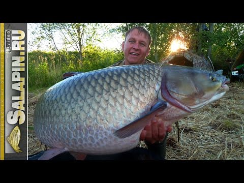 как поймать амура на прудах видео как поймать амура на прудах видео