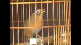 burung WAMBI juara 1