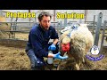 Sheep Prolapse - Simple Solution