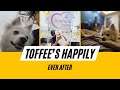 Toffee's Happily Ever After!