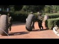 Download Zambian commandos training 1 mp4 3gp mp3 videos - waplic