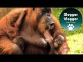 Male Orangutan Shows Interest In Mum And Both Babies