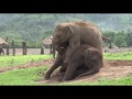 Cute and funny baby elephants