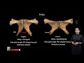 Male and female pelvis differences