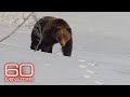 Grizzlies, Elephants, Giant Pandas, Wolves | 60 Minutes Full Episodes
