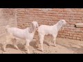 Hansa tar gulabi white body pink lips me gulabi lambe kaan me #ali #viral #goat #animal #khan #cow