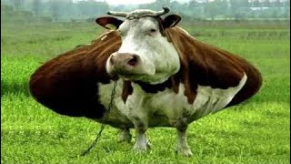 Intelligent Technology Smart Farming Automatic Cow Milking Machine Feeding Cleaning, Milk Prod #ALN