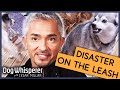 What Makes A Dog Over Protective? | Full Episode | S9 Ep4 | Dog Whisperer With Cesar Millan