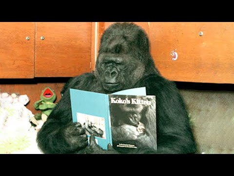 Koko The Talking Gorilla