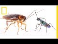 Download How Cockroaches Use Karate Kicks to Avoid Becoming Zombies | National Geographic mp4 3gp mp3 videos - waplic