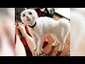 FORGET STRESS And LAUGH HARD! The FUNNIEST ANIMAL VIDEOS!