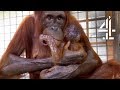 Mother Orangutan's Reunited With Her Kidnapped Daughter | Orangutan Jungle School