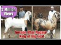 Big Goats at Nagaur city #Imraan Nagaur
