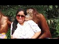 #shorts orangutan posing for photo