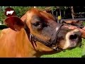 Manejo Reproductivo en Vacas Lecheras - Jersey Pardo suizo etc- TvAgro por Juan Gonzalo Angel