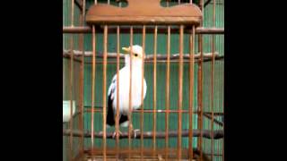 Full Hd Jalak Putih Jalak Suren Direct Download And Watch Online