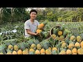 Harvesting pineapples go market sell, Harvest the first duck eggs, cooking. 2 Years Alone in Forest