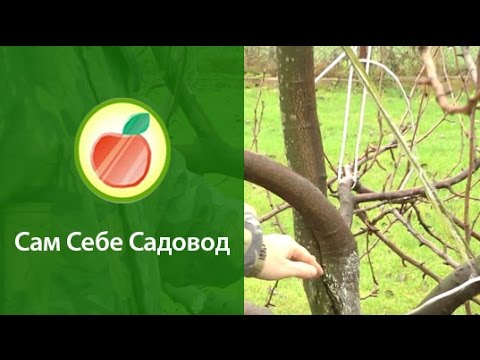 как определить где груша где дичька волчок как определить где груша где дичька волчок