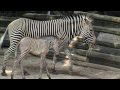 Cute Baby Zebra Colt-Cincinnati Zoo